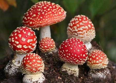 Contoh Jamur Basidiomycota - Homecare24