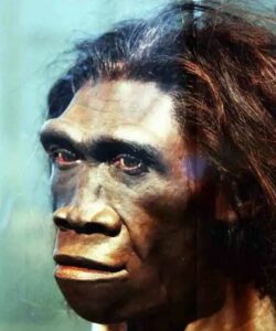 pithecanthropus erectus