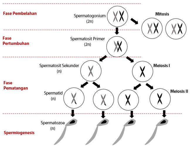 Peristiwa meiosis yang terjadi pada profase ii adalah