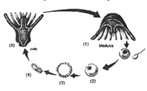 daur hidup Coelenterata