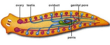 soal hewan invertebrata no 2