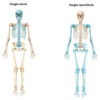 Rangka tubuh manusia