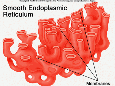 Fungsi Retikulum Endoplasma Halus – Fiqihislam